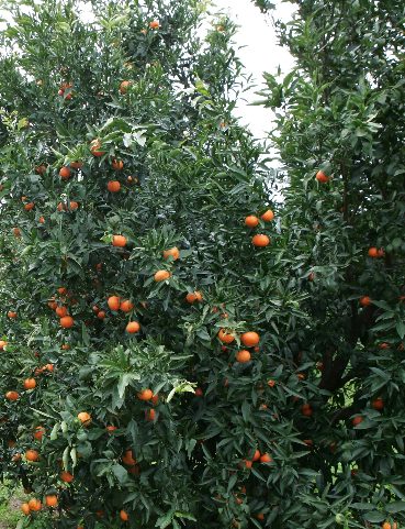 Crisi Agrumicoltura in provincia di Taranto