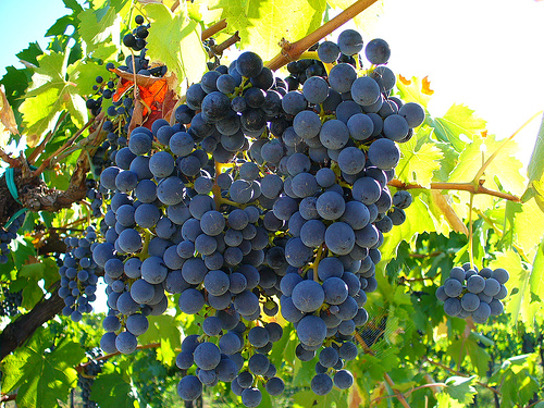 Contributi per ristrutturazione e riconversione vigneti – campagna 2011/2012