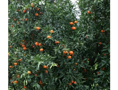 COLDIRETTI TARANTO. CRAC AGRUMI CROLLO DELLA  PRODUZIONE LORDA VENDIBILE.