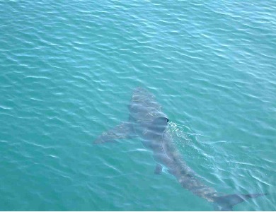 A Chiatona avvistato uno squalo lungo circa due metri e mezzo