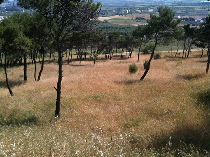 La pineta Spallone si fa bella, con sentieristica e cartellonistica