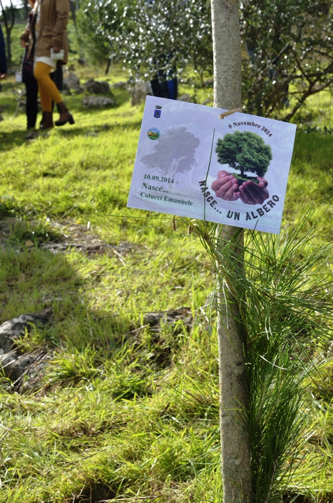 MOTTOLA (TA). “Nasce un albero”. Un albero in pineta, per ogni nato dal novembre 2014 sino ad oggi