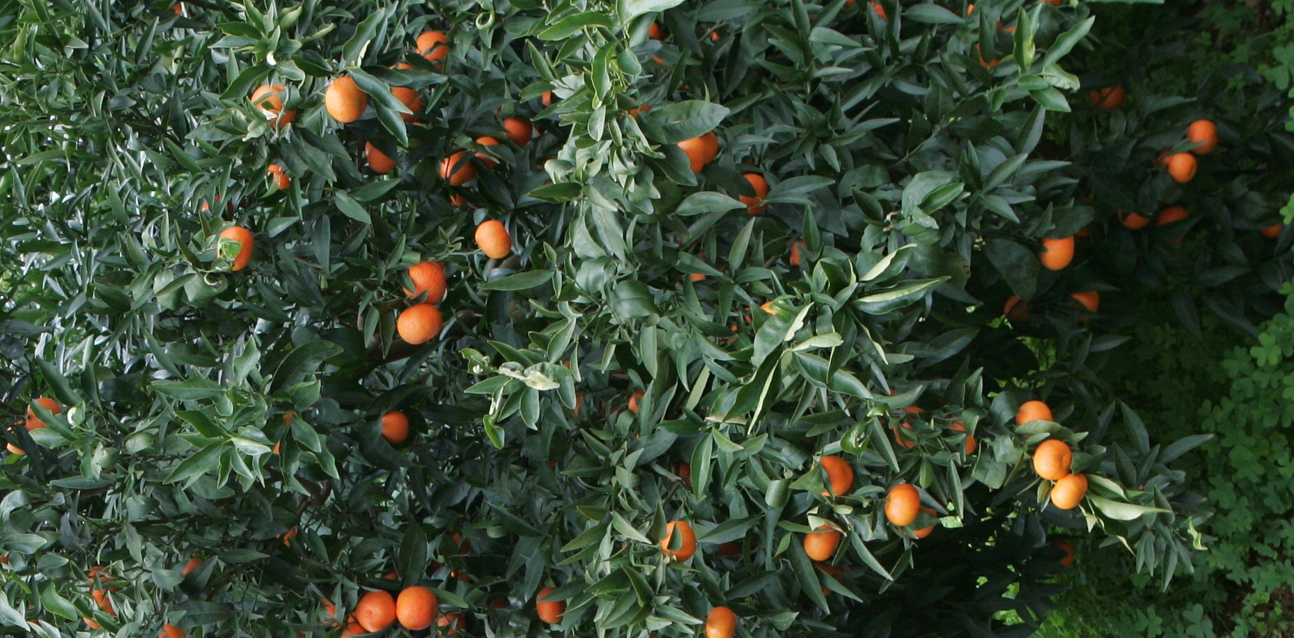 Agrumicoltura della provincia di Taranto in grave crisi