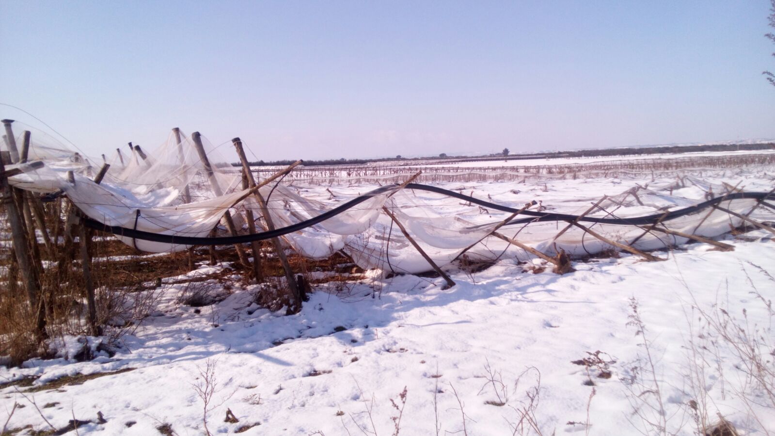 A distanza di due mesi emergono ulteriori danni in agricoltura per neve e gelo