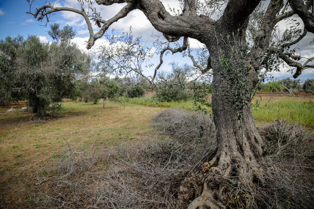 Legge Xylella, Mazzarano : “Abbiamo compiuto l’atto più importante per combatterla”