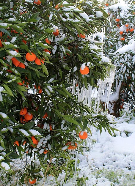 NEVE DI GENNAIO 2017. IL BENEFICIO PER GLI OPERAI AGRICOLI