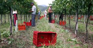 Liquidate altre aziende agricole tarantine per le visite mediche ai propri lavoratori