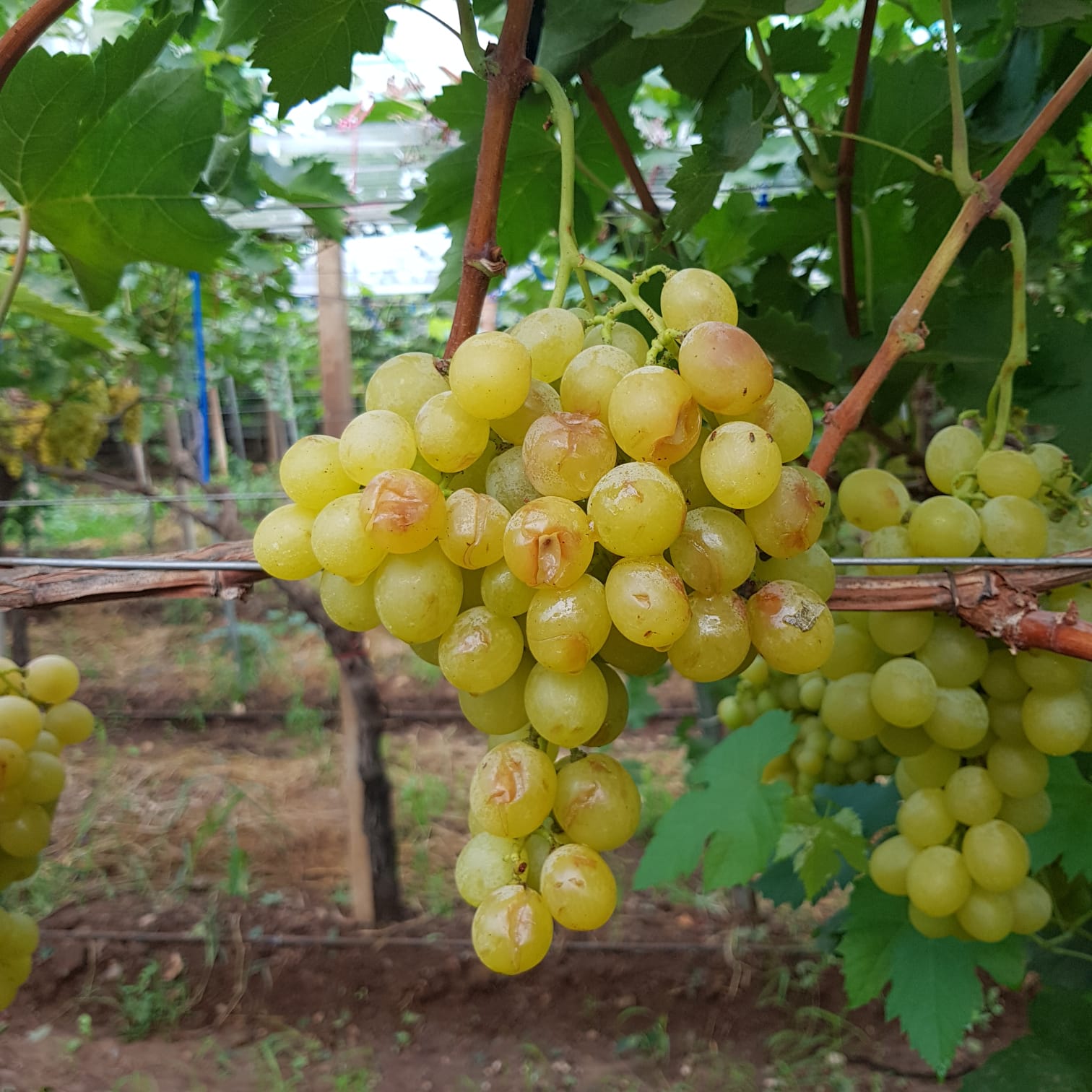 Violenta grandinata mette in ginocchio alcune aziende agricole del territorio