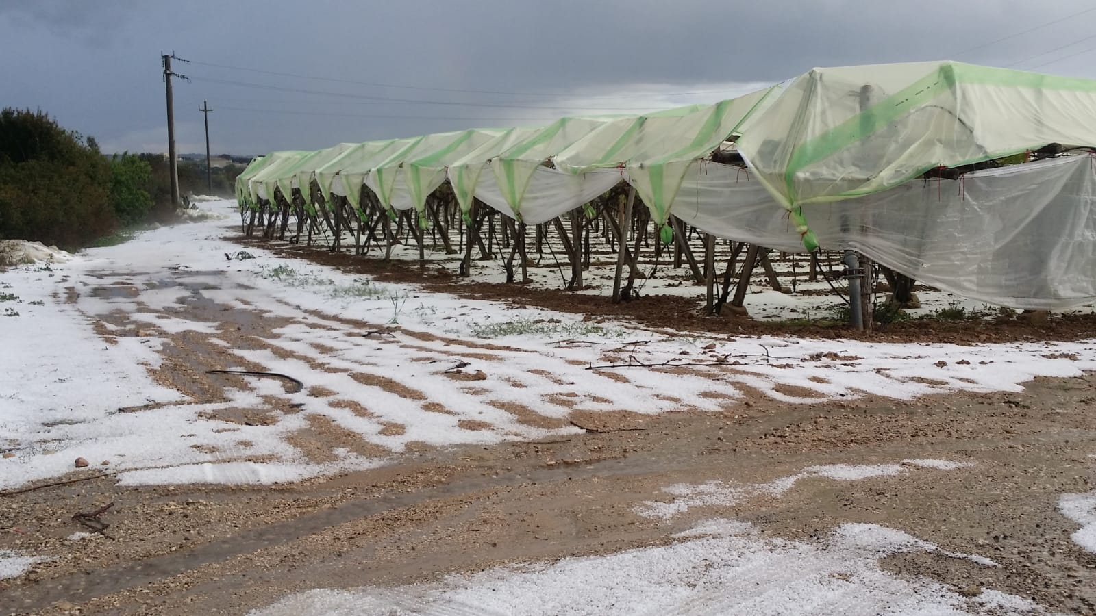 Emergenza maltempo, CIA Puglia: alberi da frutto in fiore a rischio