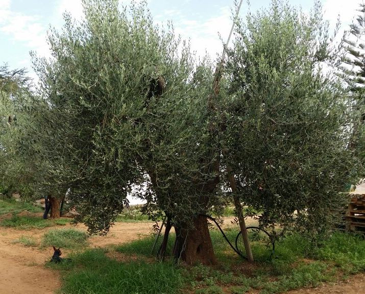 Xylella fastidiosa: si sposta il fronte verso il nord della Puglia