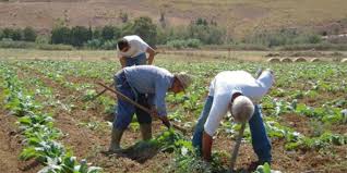 Sostegno per trasporto lavoratori agricoli per contrastare il caporalato