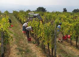 Emanato il bando visite mediche 2019 per i lavoratori agricoli