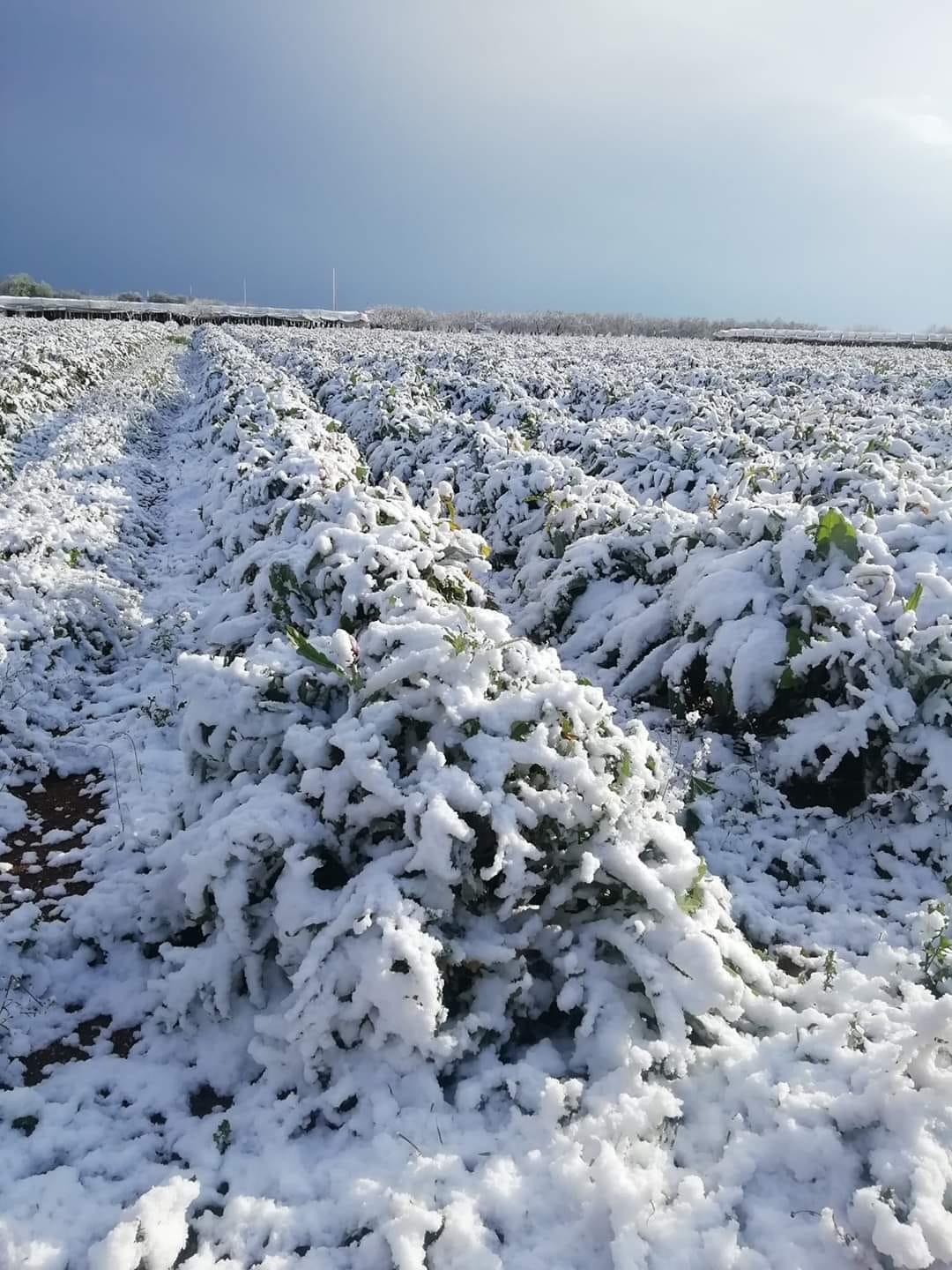 CIA Puglia: “Gelate colpo di grazia per l’agricoltura pugliese”