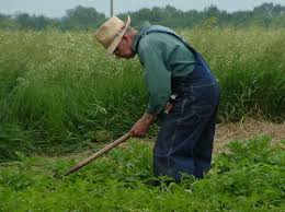 Coronavirus, il danno e la beffa: tanti agricoltori multati ingiustamente