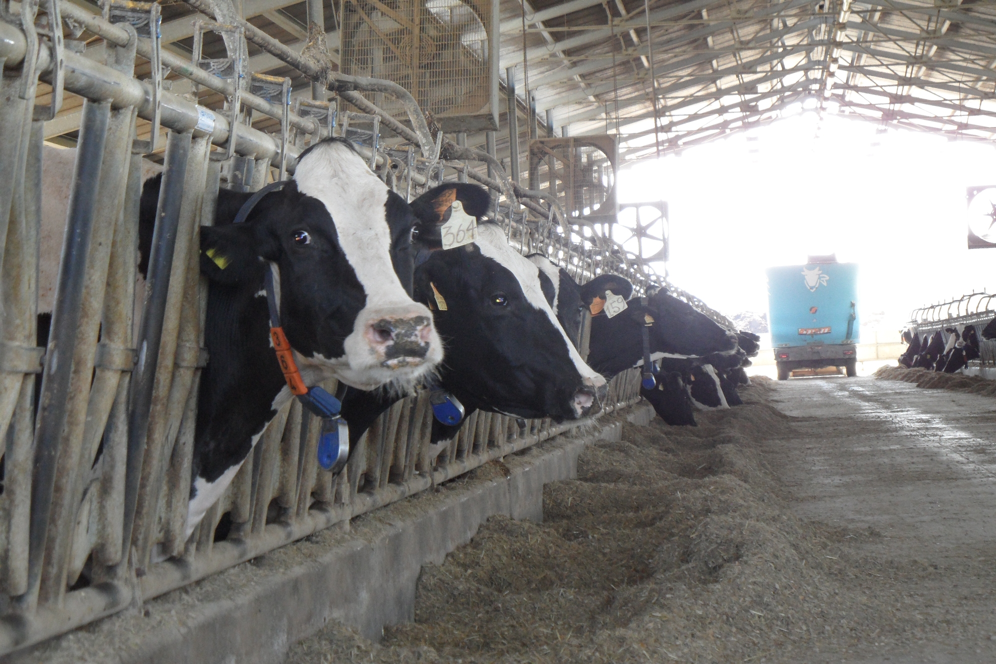 Crisi settore lattiero caseario, da allevatori e caseifici pugliesi una piattaforma salva filiera