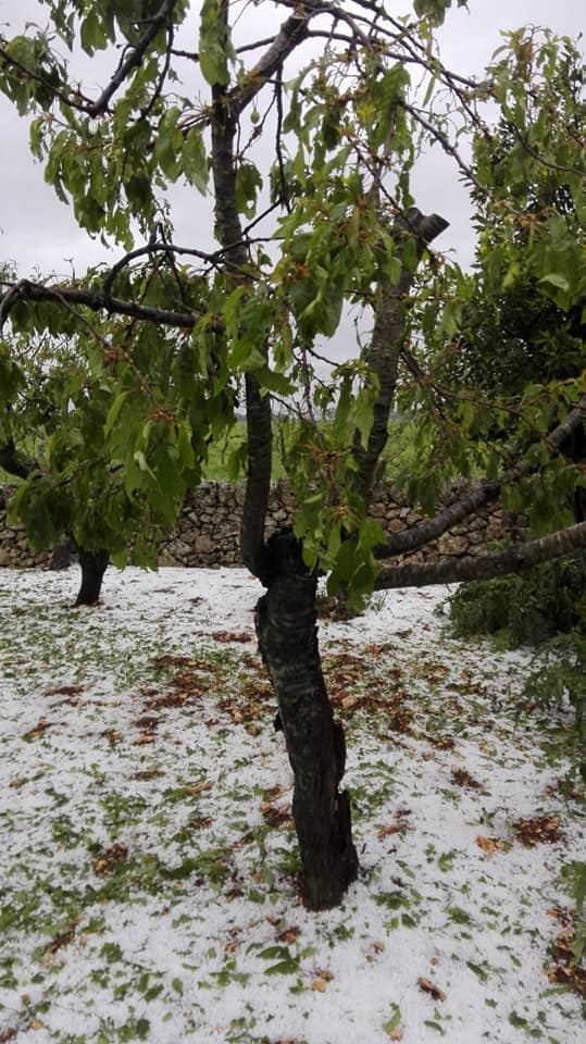 Grandine e vento si abbattono sulle aziende agricole Pugliesi