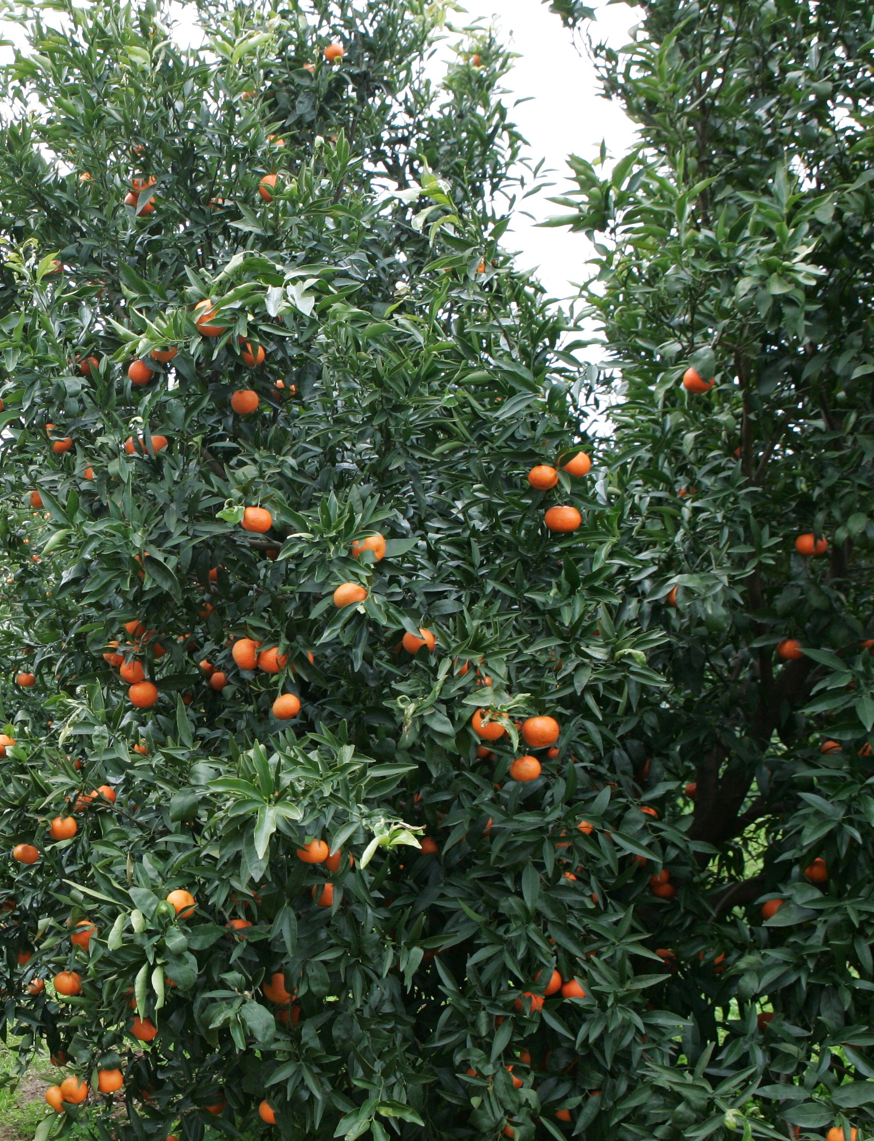 È arrivato il tempo degli agrumi per combattere le influenze