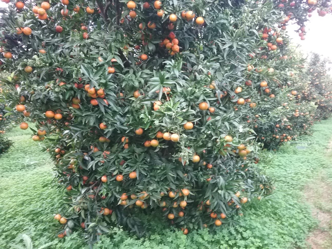 Con il Covid, è crac agrumi a Taranto e provincia per consumi in caduta libera. In campagna clementine a 15 centesimi al chilo