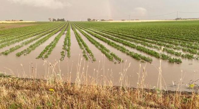 Maltempo, sale la conta dei danni per i nubifragi a Taranto e provincia. Grano appena seminato spazzato via da acqua e fango