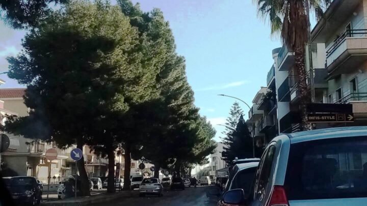 Lettera aperta all’Amministrazione Comunale per la tutela del Verde Urbano e la salvaguardia dei pini di Via per Torre S. Domenico