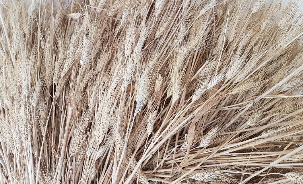 Grano: «Navi dall’estero e speculazione per tenere bassi i prezzi»