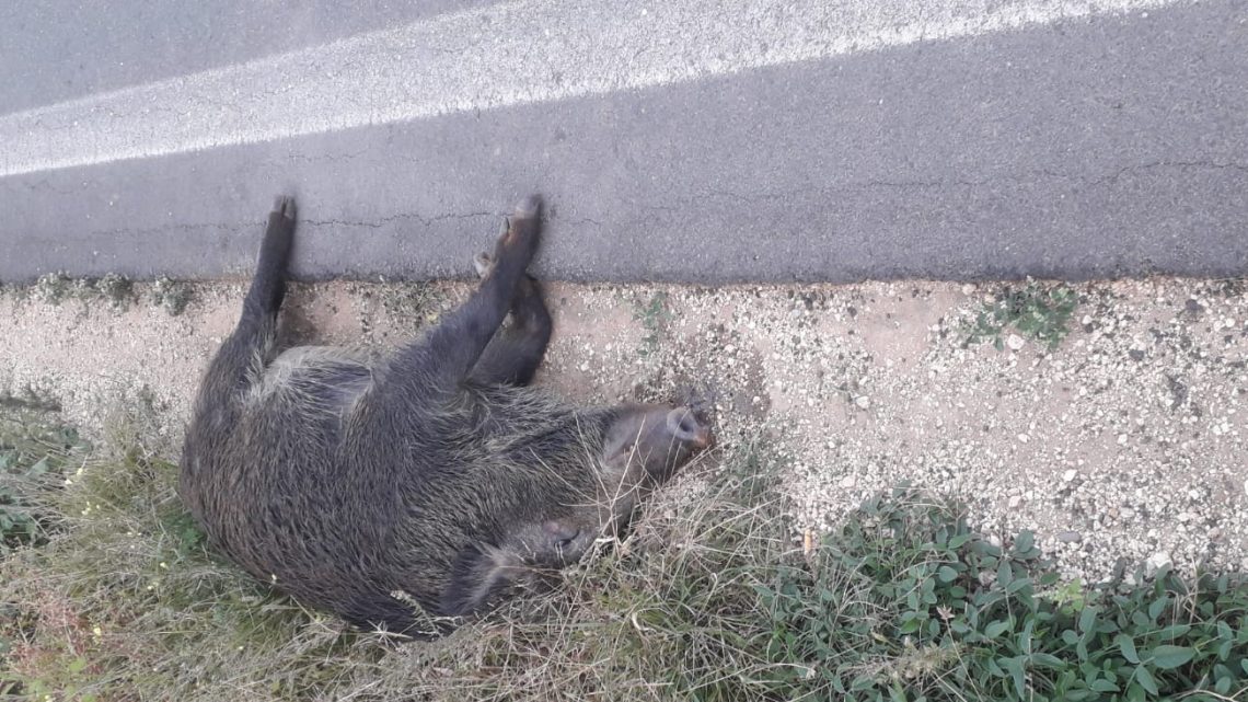 Taranto, un altro incidente provocato da un cinghiale