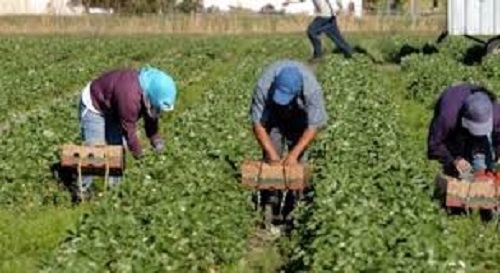 Agricoltura pugliese senza manodopera, e i raccolti marciscono